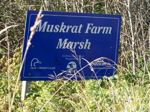 Muskrat Farm Marsh